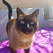 Hiris a rejoint le concours — aidez-le/la à gagner de superbes lots ! cat, siamese_cat, purple_cushion, wicker_chair, outdoor, sunlight, shadow, furniture, pet, animal, whiskers, ears, tail, closeup, portrait, curious, feline, domestic_animal, daylight, relaxation