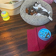 Ziggy joined the competition — help win amazing prizes! cat, pet_bed, food_bowl, cat_food, red_mat, wooden_floor, woven_basket, pink_bag, indoor, floor, sleeping_cat, relaxed, cozy, animal, domestic, fur, paws, toy, home, resting