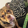 animal, brown_dog, collar, companion, couch, curious, cute, dog, fur, green_toy, home, indoor, looking, orange_toy, paw, pet, pillows, plush_toy, puppy, sitting