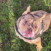 Kali is registered to the contest to win money with this photo: adorable, animal, brown, bulldog, canine, companion, cute, dog, ears, fur, grass, harness, leash, looking_up, muzzle, nature, outdoor, pet, playful, snout