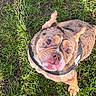 adorable, animal, brown, bulldog, canine, companion, cute, dog, ears, fur, grass, harness, leash, looking_up, muzzle, nature, outdoor, pet, playful, snout