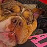animal, brown, close_up, cozy, dog, ears, fabric, fur, indoor, muzzle, nose, pet, pink_text, portrait, relaxed, resting, sleeping, snout, textile, wrinkled_face