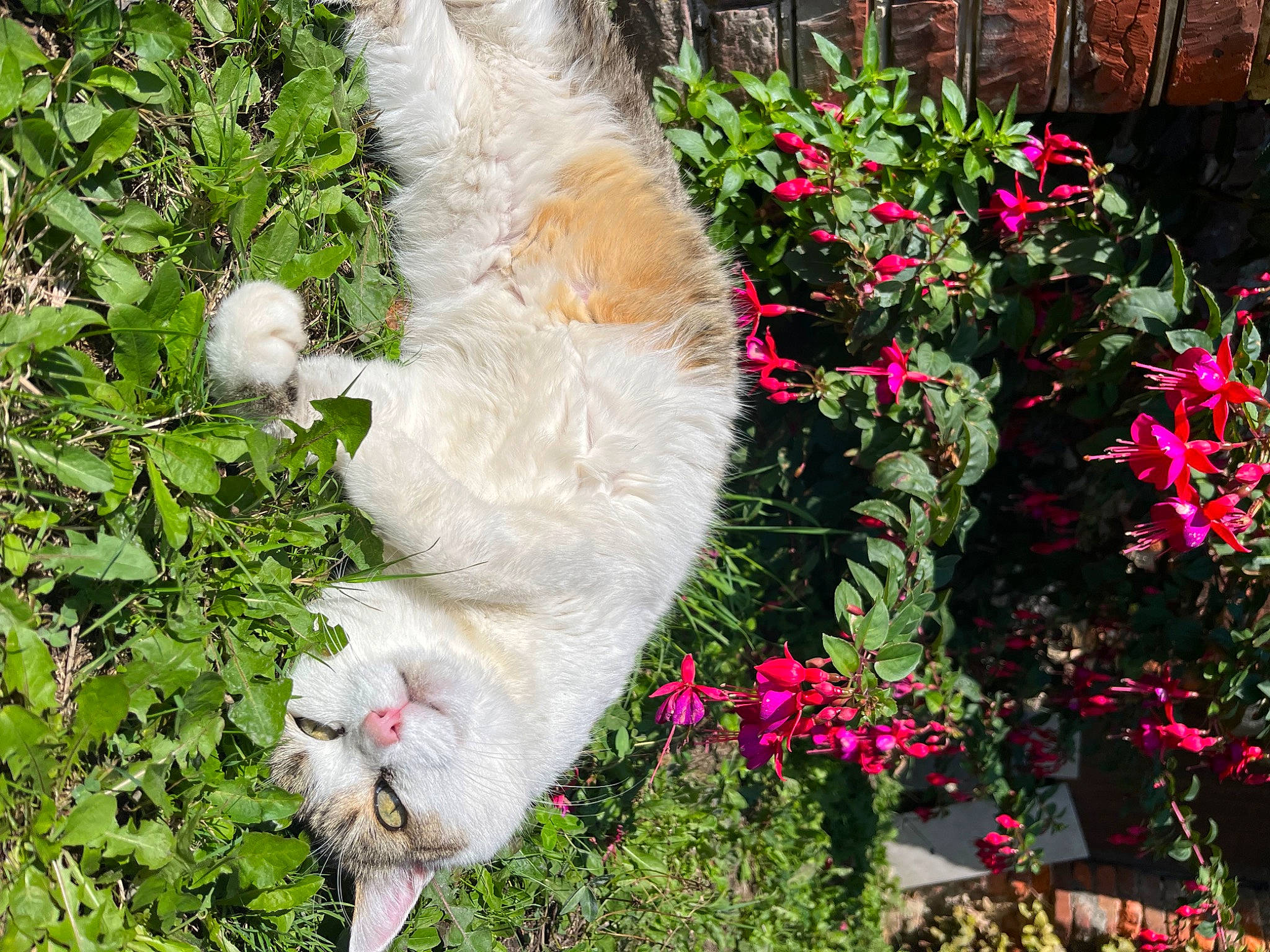 Chipie participe au concours pour gagner de l'argent avec cette photo : annual_plant, botany, carnivore, cat, companion_dog, dog_breed, fawn, felidae, flower, flowering_plant, fur, garden, grass, groundcover, herbaceous_plant, petal, plant, shrub, small_to_medium_sized_cats, tail