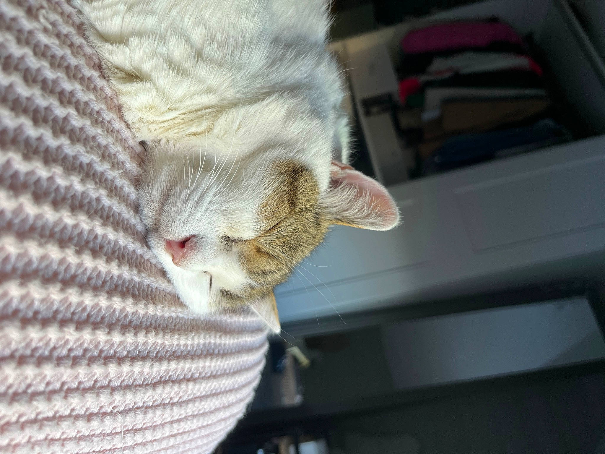 Chipie a rejoint le concours — aidez-le/la à gagner de superbes lots ! carnivore, cat, cat_supply, claw, comfort, domestic_short_haired_cat, fawn, felidae, fur, linens, paw, small_to_medium_sized_cats, snout, tail, thread, whiskers, wood, wool, woolen, woven_fabric