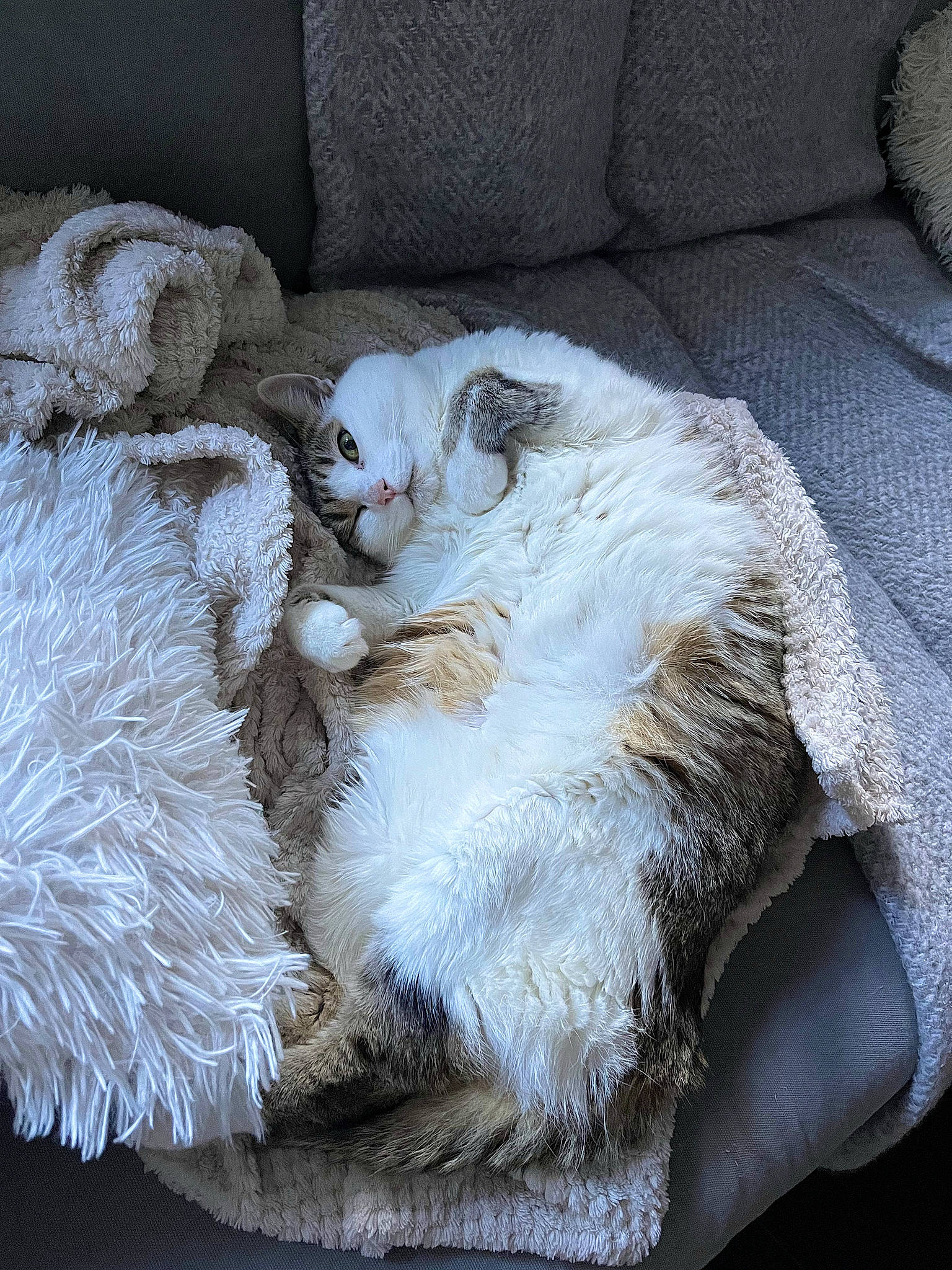 Chipie a rejoint le concours — aidez-le/la à gagner de superbes lots ! bed, bed_sheet, bedding, carnivore, cat, cat_bed, claw, comfort, couch, domestic_short_haired_cat, felidae, fur, grey, linens, nap, paw, sleep, small_to_medium_sized_cats, tail, whiskers