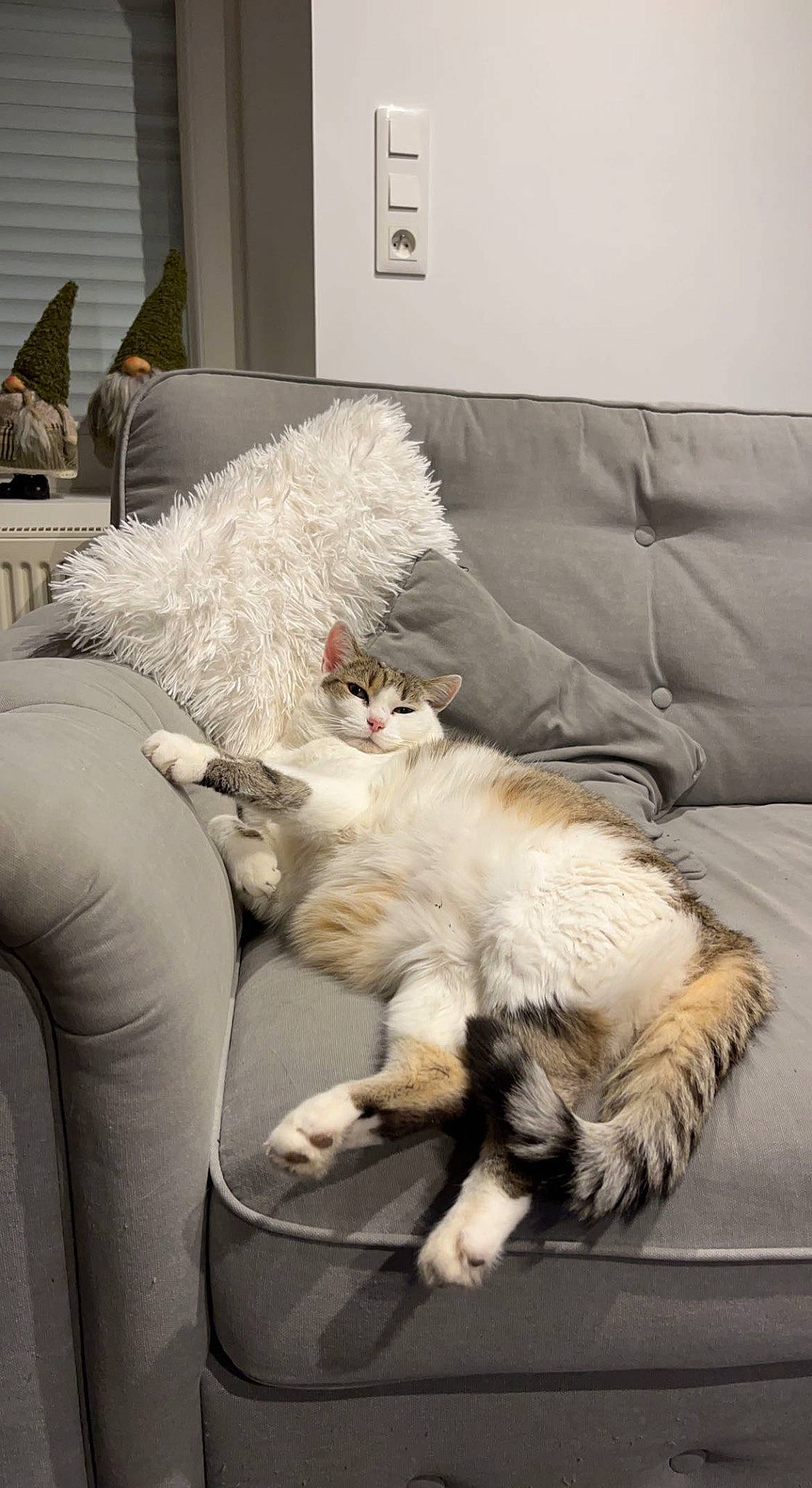 Chipie participe au concours pour gagner de l'argent avec cette photo : canidae, carnivore, comfort, companion_dog, couch, dog, dog_breed, fawn, felidae, flooring, fur, lamp, living_room, nap, picture_frame, room, small_to_medium_sized_cats, sporting_group, tail, whiskers