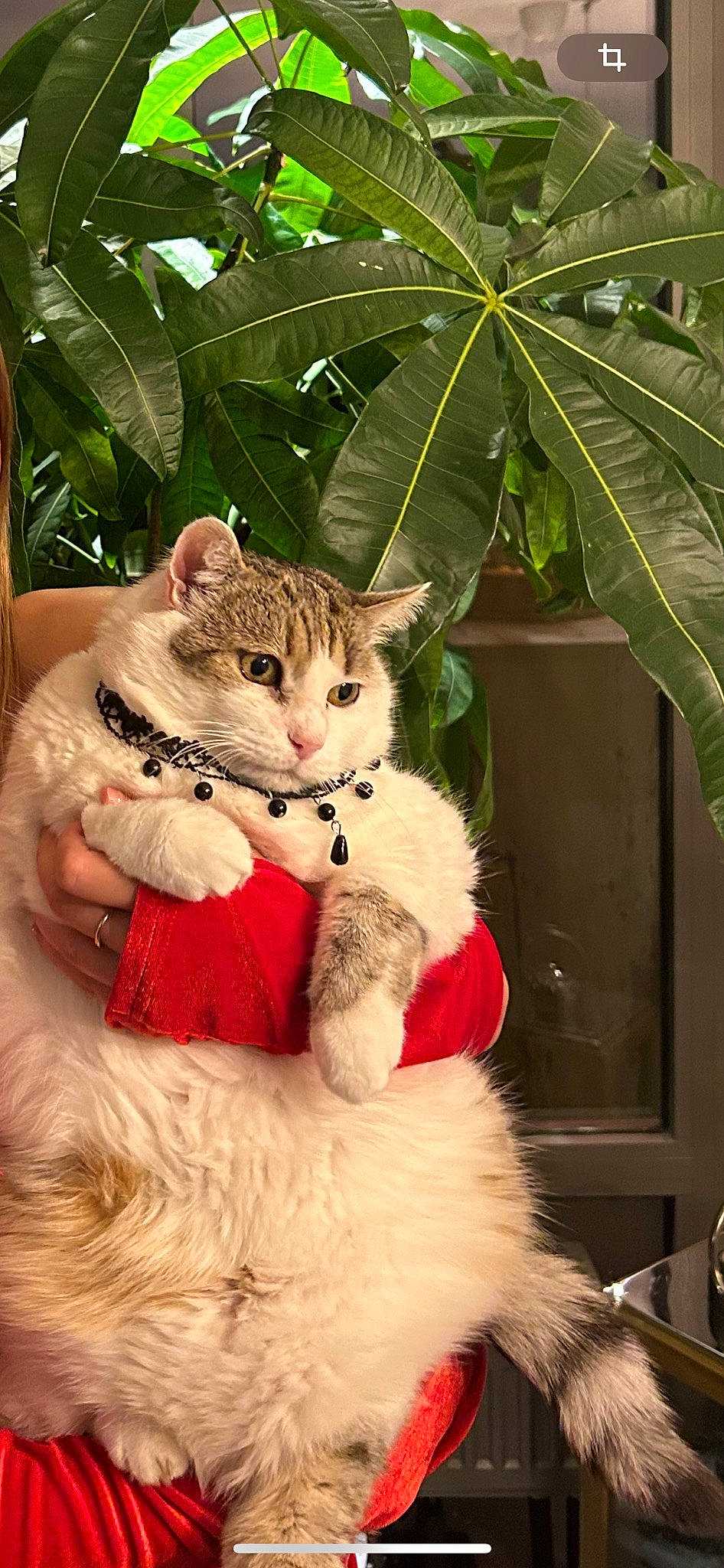 Chipie participe au concours pour gagner de l'argent avec cette photo : big_cats, carnivore, cat, claw, companion_dog, domestic_short_haired_cat, event, fawn, felidae, fur, grass, paw, plant, small_to_medium_sized_cats, snout, tail, terrestrial_animal, terrestrial_plant, tree, whiskers