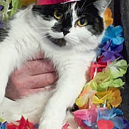 Prunelle participe au concours pour gagner de l'argent avec cette photo : cat, black_and_white, party_hat, flower_lei, colorful, hand, pet, animal, indoor, celebration, festive, curious, fur, whiskers, yellow_eyes, close_up, cute, domestic_cat, held, portrait
