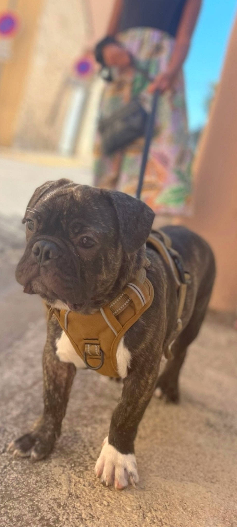 Cooki a rejoint le concours — aidez-le/la à gagner de superbes lots ! adventure, biting, canidae, carnivore, collar, companion_dog, dog, dog_breed, dog_collar, dog_supply, fawn, fur, leash, pet_supply, snout, sporting_group, terrestrial_animal, working_animal, working_dog, wrinkle