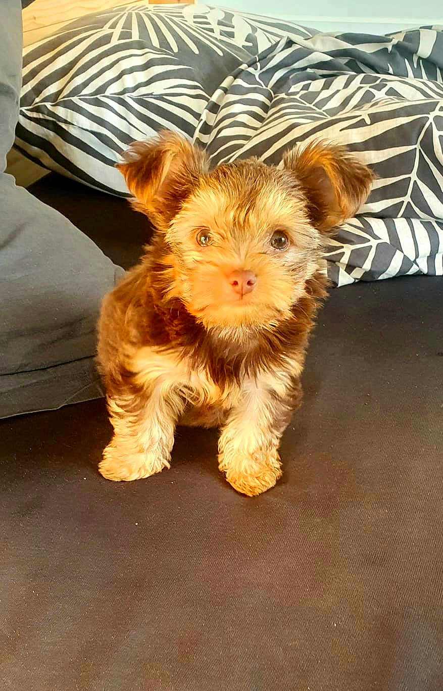 Ziggy