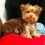 Ziggy a rejoint le concours — aidez-le/la à gagner de superbes lots ! animal, brown_fur, companion, cozy, cute, dog, domestic_animal, fluffy, fur, home, indoor, light_brown_fur, looking_at_camera, pet, portrait, puppy, red_cushion, relaxed, seated, small_dog