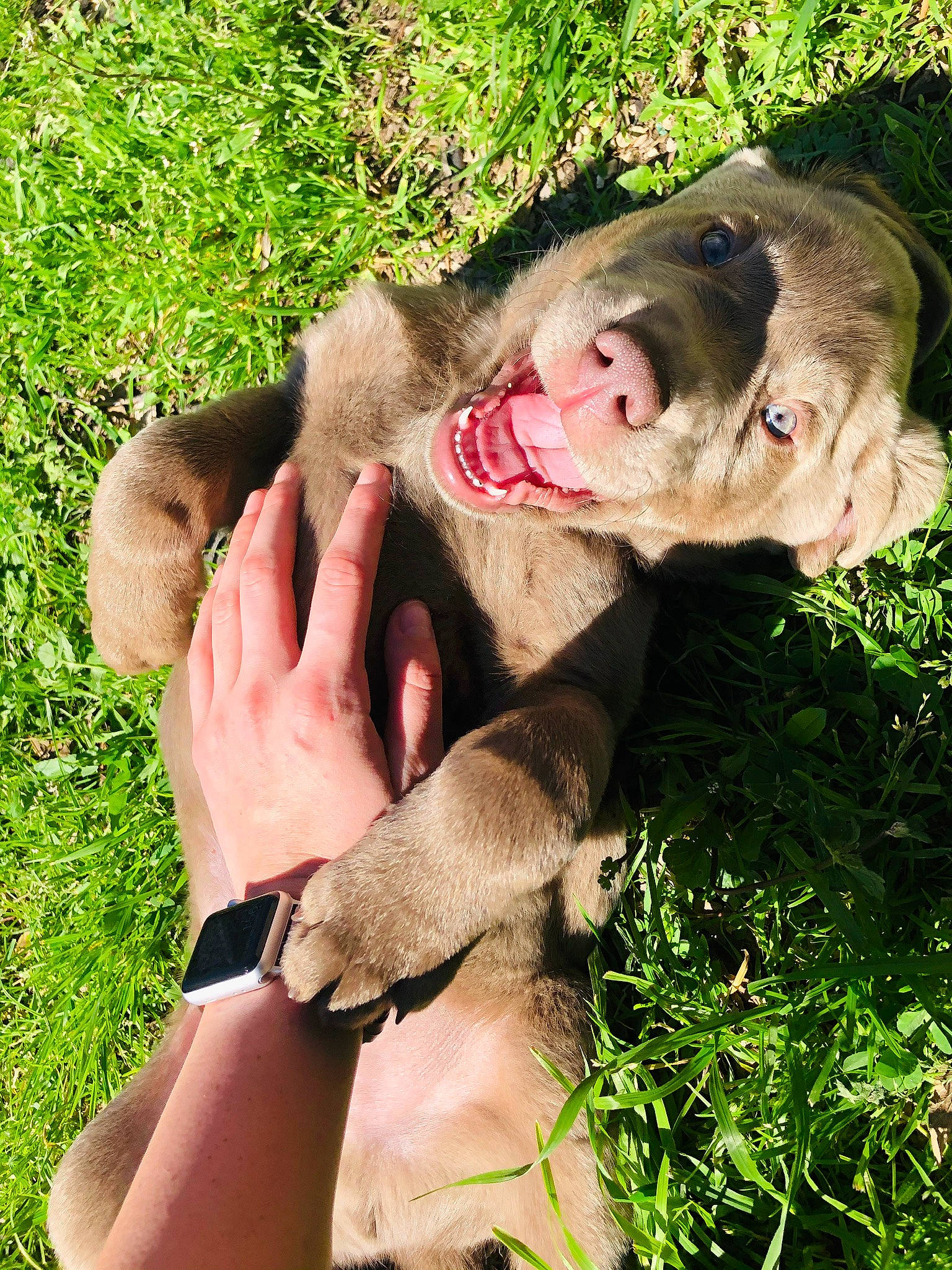 Flint joined the competition — help win amazing prizes! canidae, carnivore, comfort, companion_dog, dog_breed, grass, grassland, liver, mammal, natural_material, plant, smile, snout, sporting_group, terrestrial_animal, vertebrate, watch, wildlife, working_animal, wrist