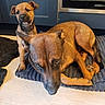 dog, puppy, indoor, floor, mat, brown_dog, curious, relaxed, pet, animal, companion, kitchen, home, canine, young_dog, fur, ears, snout, playful, domestic