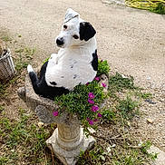 Jack participe au concours pour gagner de l'argent avec cette photo : dog, black_and_white, animal, pet, birdbath, plant, flower, greenery, outdoor, grass, nature, curious, garden, stone, path, sunlight, summer, relaxing, cute, looking_back