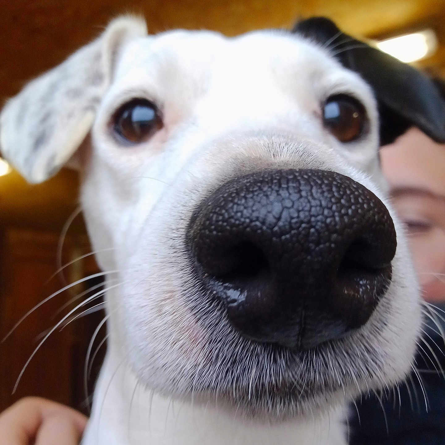 Jack participe au concours pour gagner de l'argent avec cette photo : dog, close_up, nose, whiskers, ears, brown_eyes, pet, portrait, indoor, human, hand, face, blurred_background, curious, animal, domestic, friendship, cute, muzzle, snout