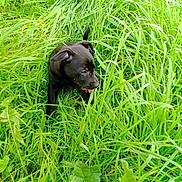 Tao participe au concours pour gagner de l'argent avec cette photo : puppy, dog, black_dog, grass, greenery, nature, outdoor, pet, animal, young_dog, exploring, playful, leaf, lush, field, summer, closeup, tongue_out, small_dog, curious