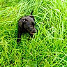 puppy, dog, black_dog, grass, greenery, nature, outdoor, pet, animal, young_dog, exploring, playful, leaf, lush, field, summer, closeup, tongue_out, small_dog, curious