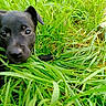 Tao participe au concours pour gagner de l'argent avec cette photo : puppy, dog, grass, greenery, outdoor, closeup, black_dog, nature, animal, pet, young_dog, curious, snout, ears, eyes, playful, field, summer, mammal, adorable