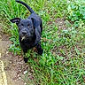 puppy, dog, black_dog, grass, outdoor, nature, greenery, dirt, young_dog, curious, animal, pet, playful, small_dog, ear_flop, ground, leaf, twig, plant, cute