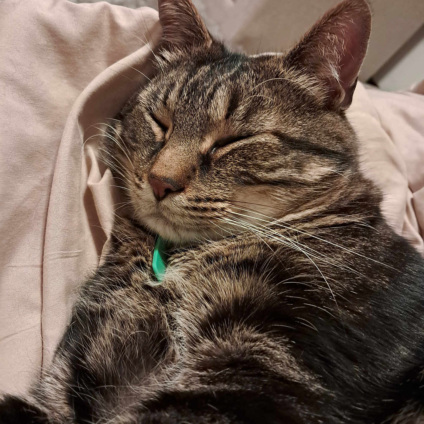 Tigger joined the competition — help win amazing prizes! animal, cat, close_up, collar, cozy, cute, domestic_cat, feline, fur, indoor, napping, peaceful, pet, pink_bedding, relaxation, resting, sleeping, soft_texture, tabby, whiskers