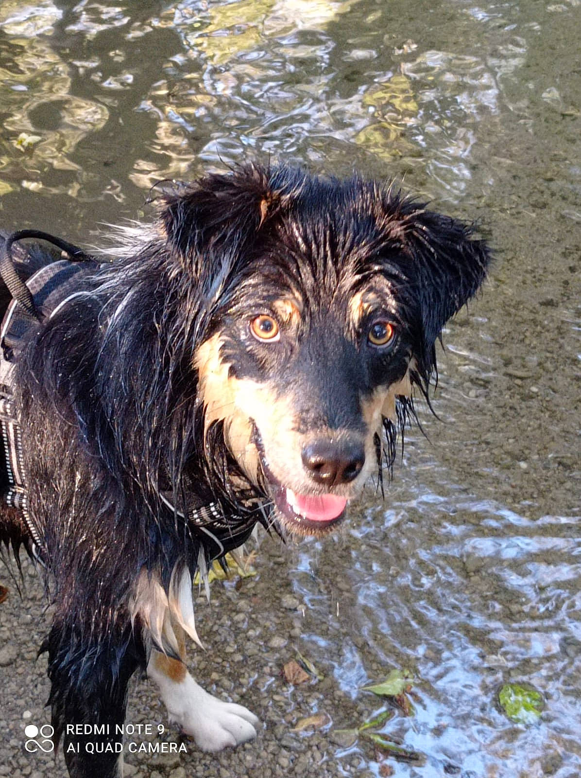 Shelby participe au concours pour gagner de l'argent avec cette photo : canidae, carnivore, companion_dog, dog, dog_breed, fang, fur, grass, guard_dog, gun_dog, hunting_dog, liver, newfoundland, retriever, snout, sporting_group, vertebrate, water, working_animal, working_dog