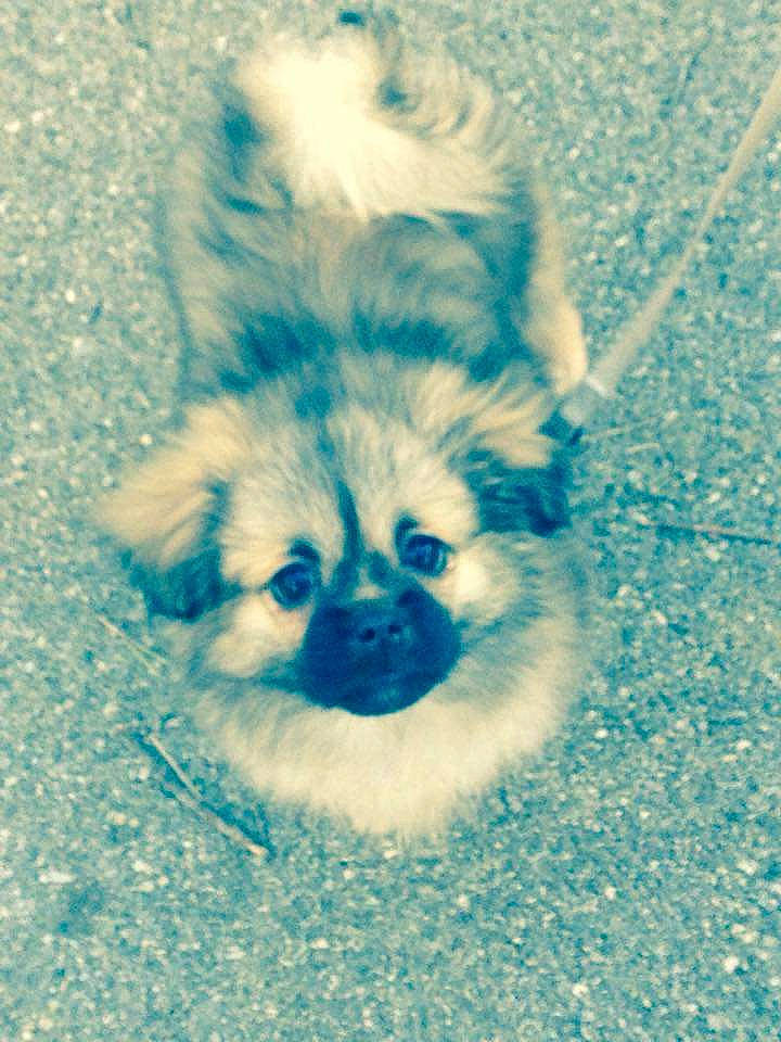 June participe au concours pour gagner de l'argent avec cette photo : canidae, carnivore, chinese_imperial_dog, companion_dog, dog, dog_breed, fawn, japanese_chin, morkie, non_sporting_group, pomeranian, puppy, shih_tzu, spitz, toy_dog