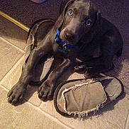 Gus Gus Green joined the competition — help win amazing prizes!