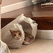 Rambo is registered to the contest to win money with this photo: cat, paper_bag, indoor, carpet, wooden_floor, furniture, curious, pet, animal, cute, playful, hiding, brown, white, ears, eyes, paws, cozy, home, explorer