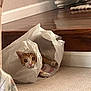 cat, paper_bag, indoor, carpet, wooden_floor, furniture, curious, pet, animal, cute, playful, hiding, brown, white, ears, eyes, paws, cozy, home, explorer