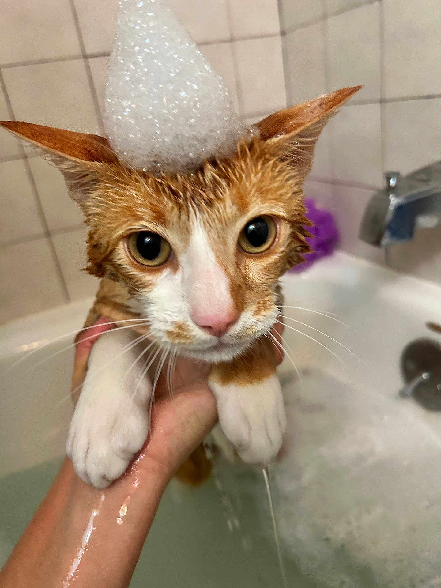 Rambo joined the competition — help win amazing prizes! cat, wet_cat, bathtub, foam, bubble_hat, orange_cat, white_paws, big_eyes, pet, animal, water, bath, hand_holding_cat, indoor, tiles, faucet, cute, confused, close_up, pet_care