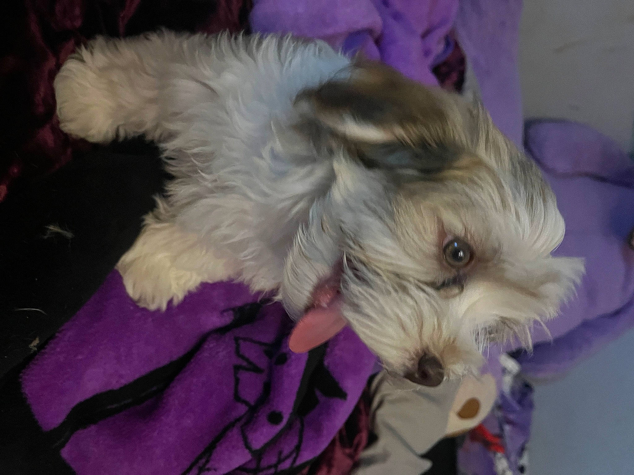 Hazel joined the competition — help win amazing prizes! canidae, carnivore, companion_dog, dog, dog_breed, dog_supply, fawn, fur, maltepoo, paw, poodle_crossbreed, puppy_love, schnauzer, small_terrier, snout, sporting_group, terrier, toy_dog, working_animal, yorkipoo