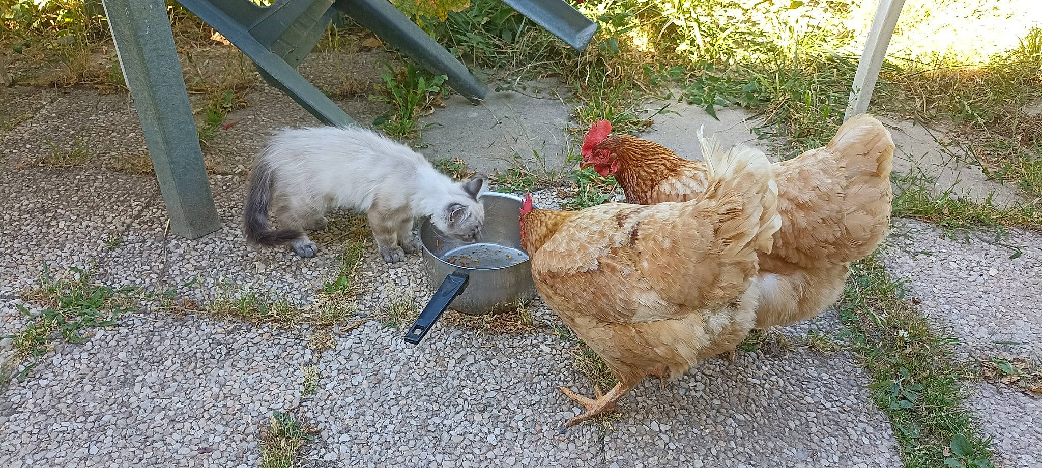 Perle participe au concours pour gagner de l'argent avec cette photo : animal_feed, beak, bird, chicken, comb, feather, fence, flightless_bird, fowl, galliformes, grass, livestock, mammal, pet_supply, phasianidae, poultry, rooster, soil, tail, vertebrate