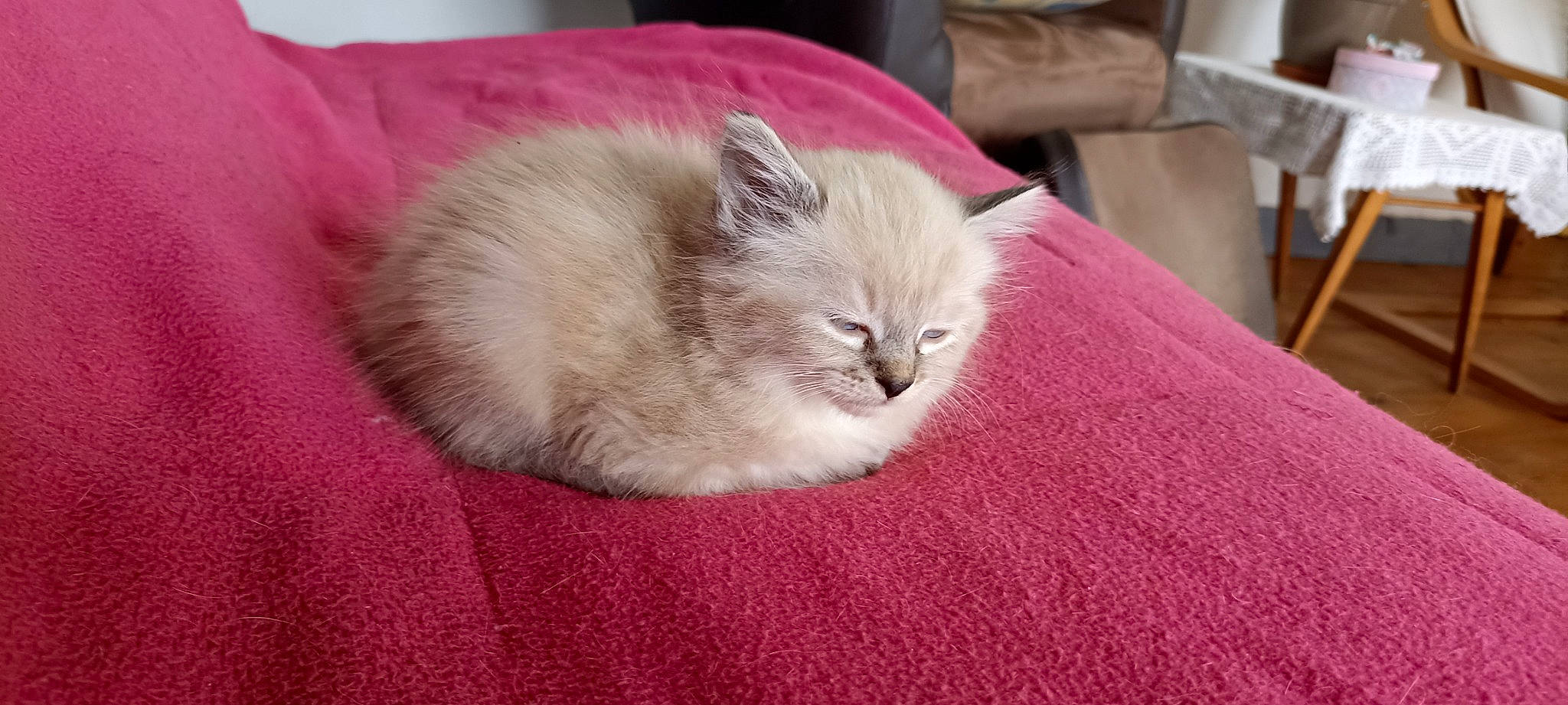 Perle participe au concours pour gagner de l'argent avec cette photo : british_longhair, carnivore, cat, cat_supply, chair, claw, comfort, domestic_short_haired_cat, fawn, felidae, flooring, fur, paw, small_to_medium_sized_cats, snout, tail, terrestrial_animal, whiskers