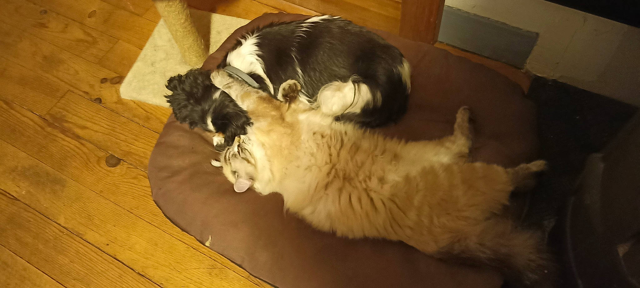 Perle participe au concours pour gagner de l'argent avec cette photo : canidae, carnivore, comfort, companion_dog, couch, dog_breed, fawn, felidae, flooring, fur, hardwood, laminate_flooring, landseer, paw, small_to_medium_sized_cats, snout, tail, whiskers, wood, wood_flooring