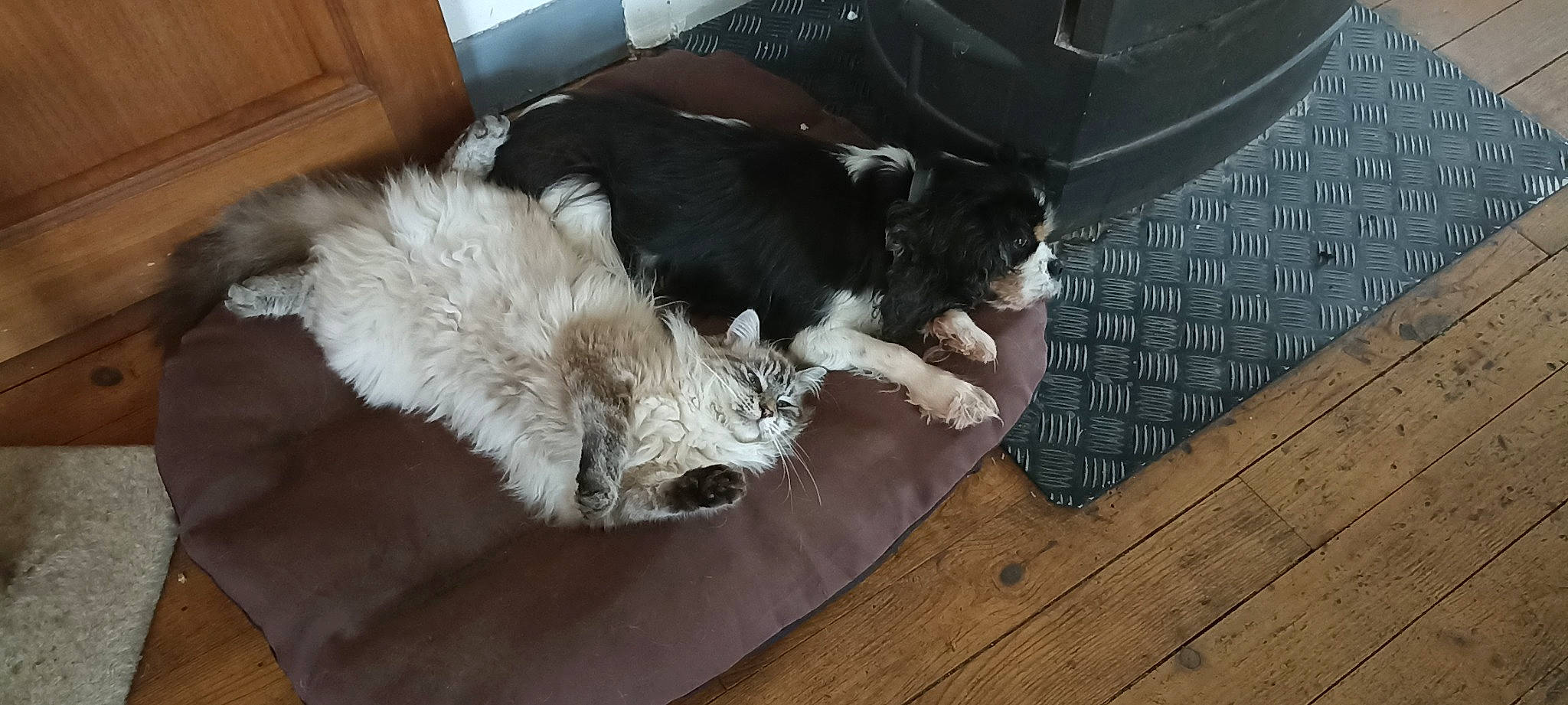 Fidji participe au concours pour gagner de l'argent avec cette photo : canidae, carnivore, comfort, companion_dog, couch, dog, dog_breed, fawn, felidae, flooring, fur, grey, hardwood, small_to_medium_sized_cats, sporting_group, studio_couch, tail, whiskers, wood, working_animal