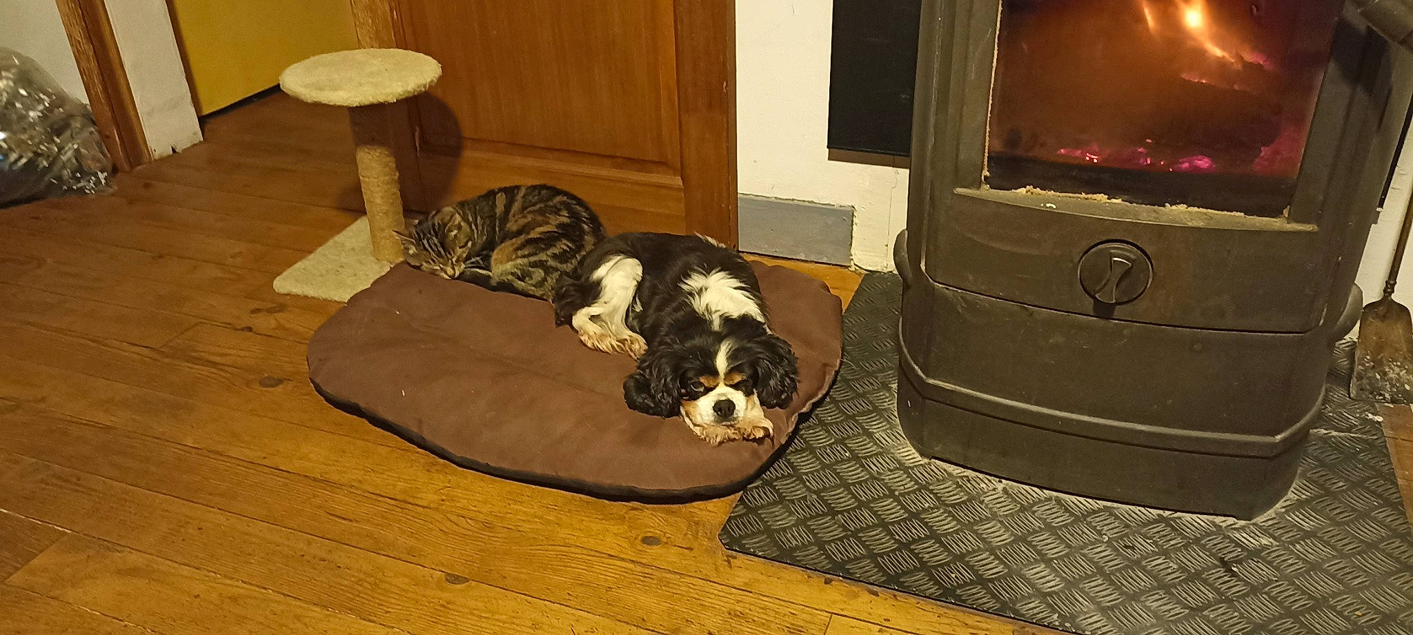 Fidji participe au concours pour gagner de l'argent avec cette photo : analog_television, carnivore, comfort, companion_dog, dog, dog_bed, dog_breed, fawn, floor, flooring, gas, hardwood, kitchen_appliance, living_room, room, snout, sporting_group, television, television_set, wood