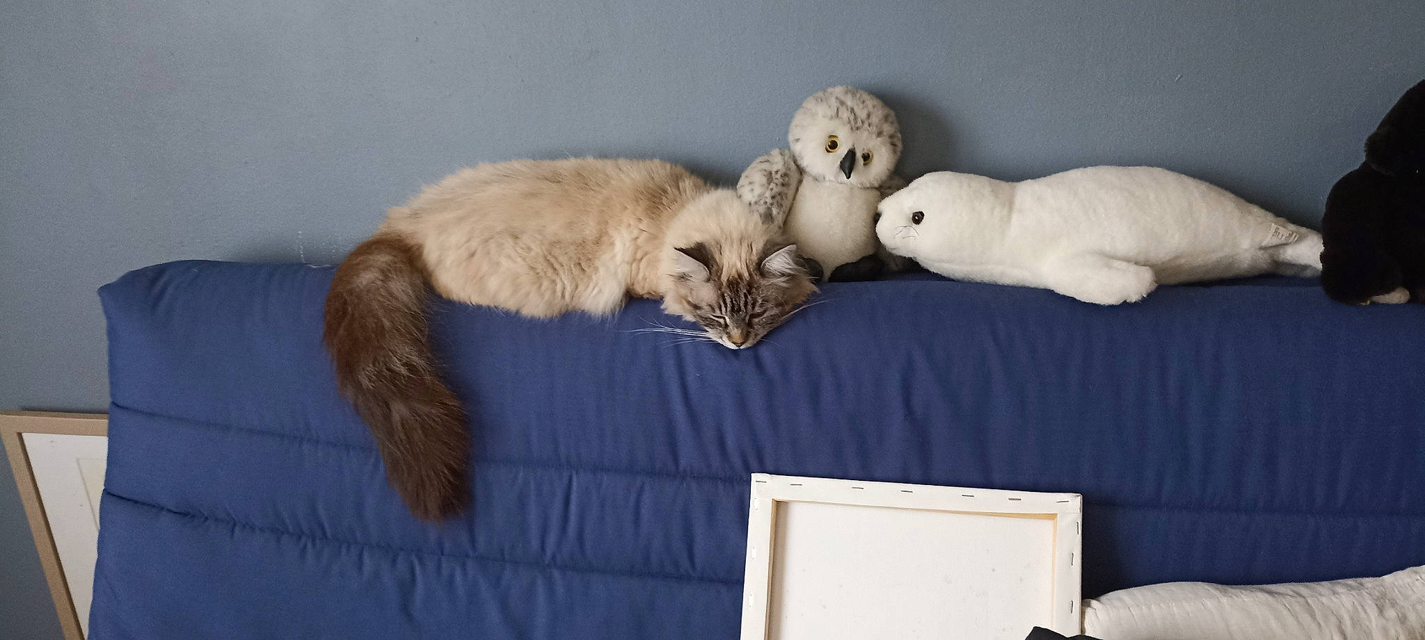 Perle a rejoint le concours — aidez-le/la à gagner de superbes lots ! canidae, carnivore, cat, cat_bed, cat_supply, claw, comfort, domestic_short_haired_cat, fawn, felidae, fur, grey, mammal, nap, paw, room, small_to_medium_sized_cats, tail, toy, whiskers