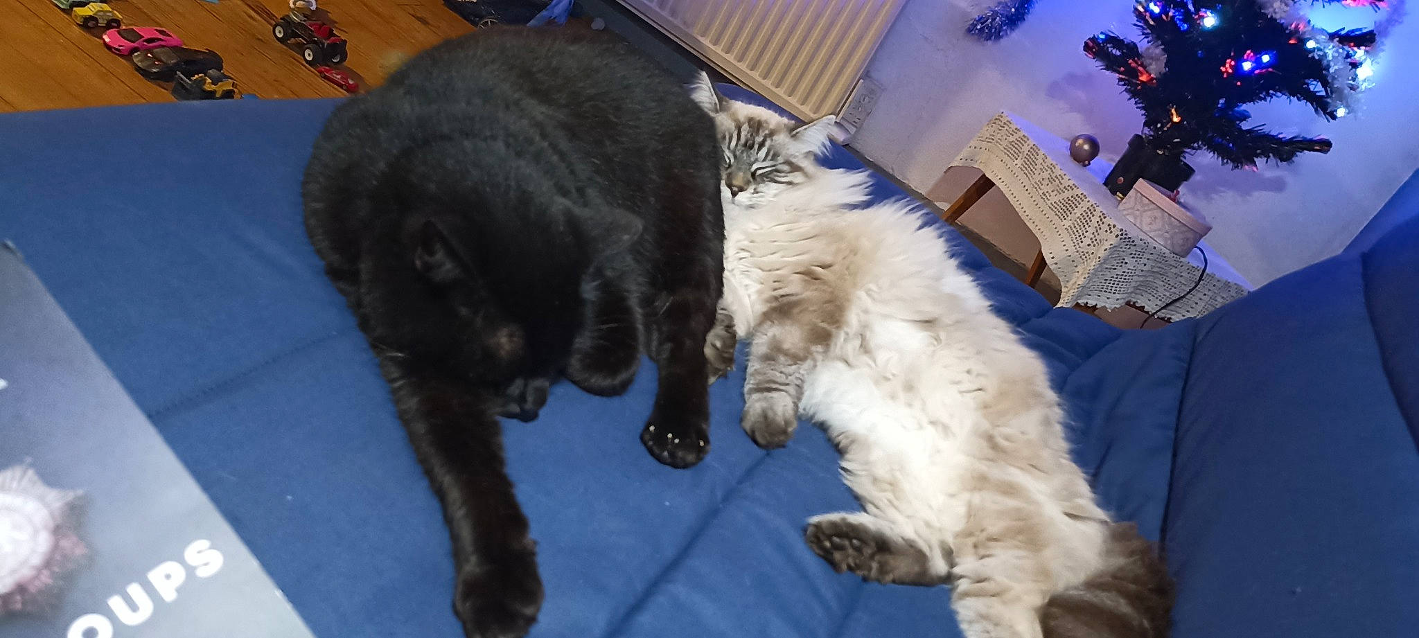 Perle participe au concours pour gagner de l'argent avec cette photo : canidae, carnivore, cat, claw, comfort, companion_dog, dog_breed, domestic_short_haired_cat, event, felidae, flooring, fur, guitar, lap, musical_instrument, paw, small_to_medium_sized_cats, sporting_group, tail, whiskers