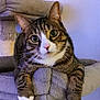 cat, tabby_cat, pet, animal, feline, whiskers, ears, paws, cat_tree, indoor, fur, face, looking, curious, closeup, resting, cozy, soft_texture, home, cute