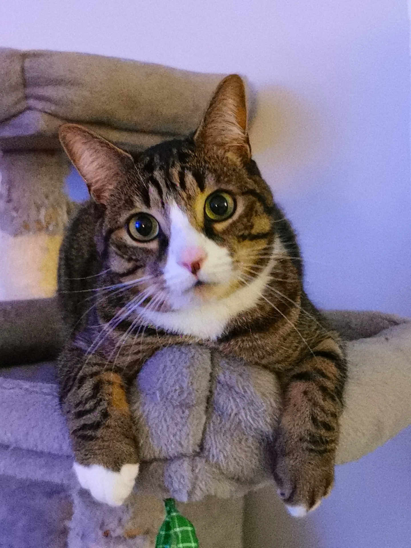 Toto participe au concours pour gagner de l'argent avec cette photo : cat, tabby_cat, pet, animal, feline, whiskers, ears, paws, cat_tree, indoor, fur, face, looking, curious, closeup, resting, cozy, soft_texture, home, cute