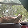 Warrior joined the competition — help win amazing prizes! cat, collar, domestic_animal, feline, greenery, houseplant_outside, indoor, lamp_post, looking_outside, metal_cart, natural_light, pet_tag, pink_container, quiet_moment, relaxed, resting, screen_window, window_screen, window_view, windowsill