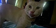 Warrior joined the competition — help win amazing prizes! animal, bed, blue, cat, closeup, collar, domestic, ears, feline, fur, indoor, licking, light, pet, room, sheet, tag, tongue, whiskers, window