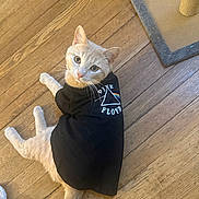 Warrior is registered to the contest to win money with this photo: animal, cat, clothing, curious, cute, domestic_cat, ears, feline, floor, indoor, looking_up, orange_cat, pet, pink_floyd, relaxed, resting, scratching_post, tshirt, whiskers, wooden_floor