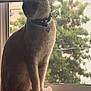 animal, calm, cat, collar, domestic, feline, fur, greenery, indoor, light, nature, pet, quiet, screen, shadow, silhouette, sitting, tail, window, windowsill