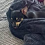 animal, black, blanket, comfort, cozy, cute, dog, ear, fur, home, indoor, knitted_blanket, lying_down, peeking, pet, resting, small_dog, tan, textured_surface, tongue_out