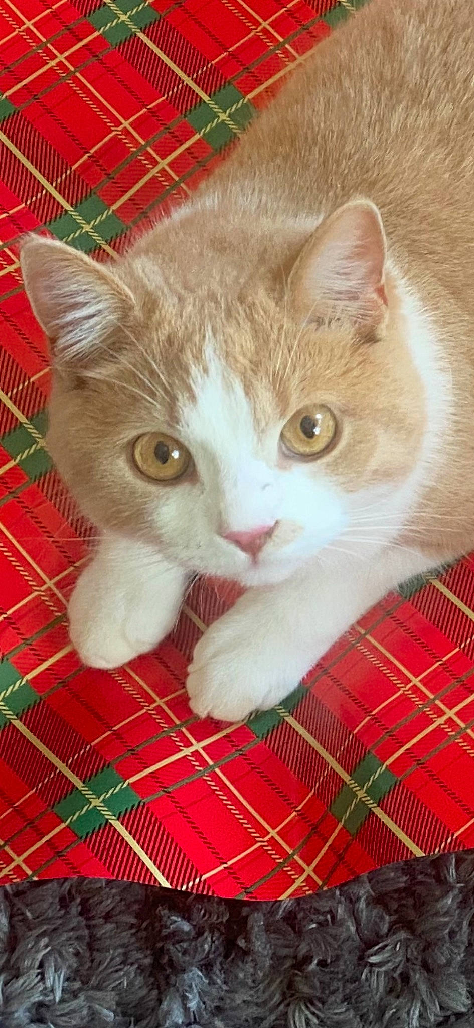 Gaston is registered to the contest to win money with this photo: carnivore, cat, claw, collar, domestic_short_haired_cat, eye, fawn, felidae, fur, iris, pattern, paw, pet_supply, plaid, small_to_medium_sized_cats, snout, tail, tartan, whiskers, woven_fabric