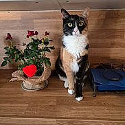 Luna a rejoint le concours — aidez-le/la à gagner de superbes lots ! cat, calico_cat, pet, animal, portrait, sitting, indoor, wooden_floor, wood_paneling, flowers, roses, red_heart, valentines_day, whiskers, green_eyes, ears, fur, home, furniture, still_life