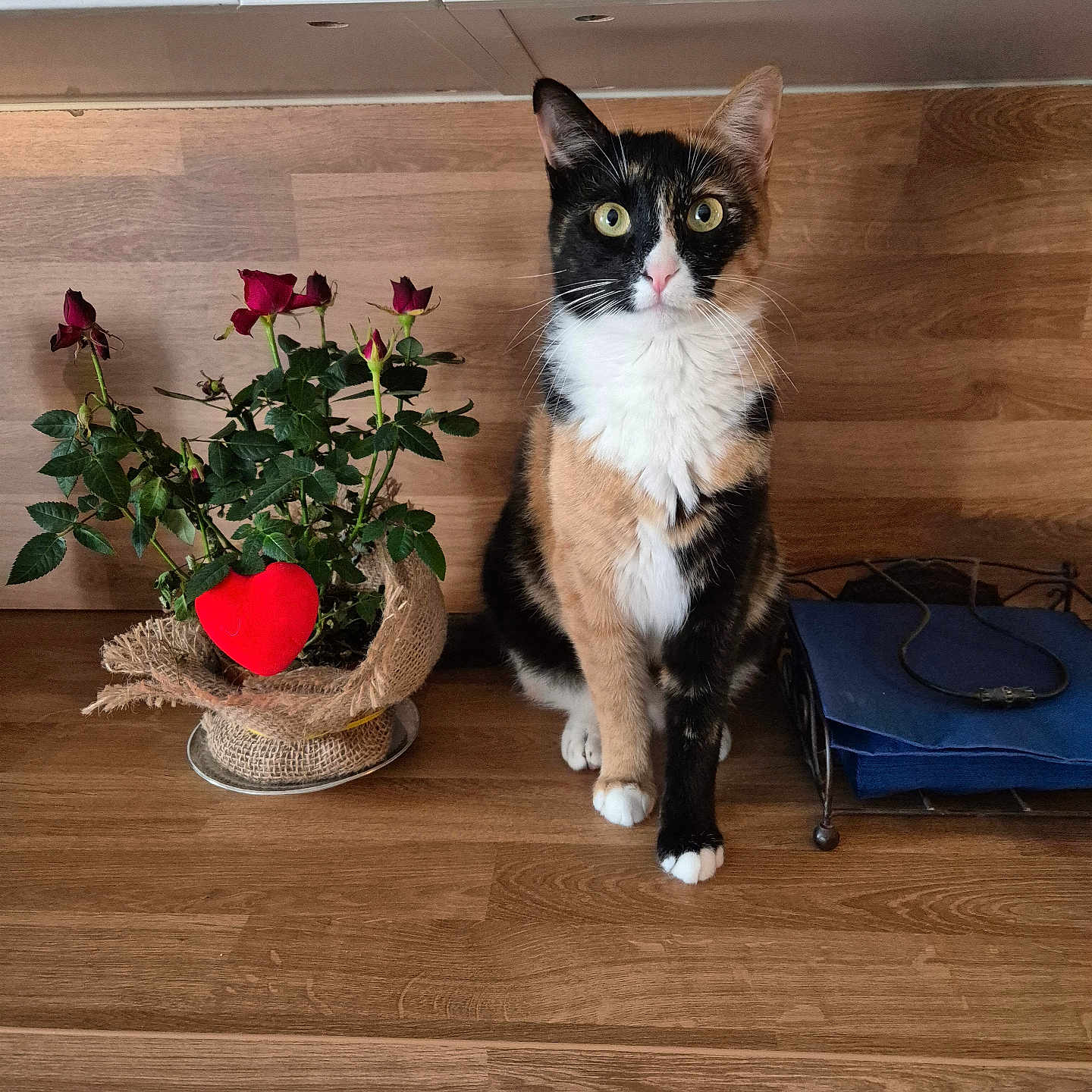 Luna