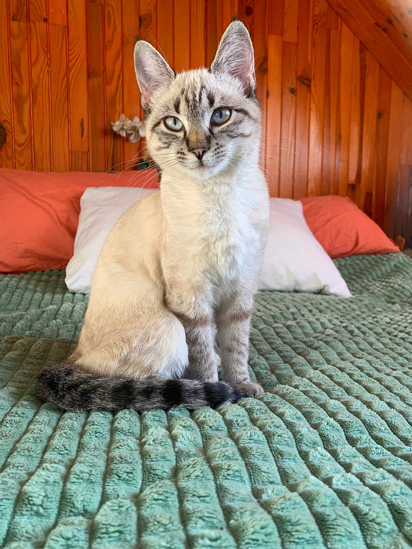 Altesse a rejoint le concours — aidez-le/la à gagner de superbes lots ! cat, siamese, blue_eyes, striped_tail, sitting, bed, blanket, pillows, wooden_wall, indoor, pet, feline, fur, whiskers, ears, curious, cozy, domestic, animal, portrait