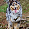 Twix participe au concours pour gagner de l'argent avec cette photo : dog, australian_shepherd, outdoor, forest, nature, animal, pet, tongue_out, fur, happy, standing, tree_roots, greenery, canine, muzzle, ears, eyes, collar, hiking, adventure